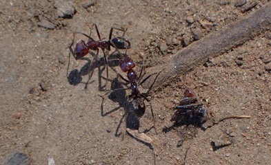 P3057149a.jpg